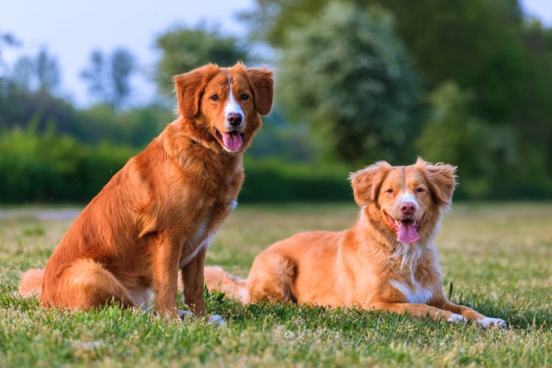 2-nova-scotia-duck-tolling-retrievers.jpg