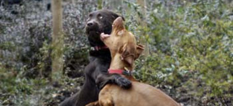 Agressie bij honden : wat doe je als honden vechten?