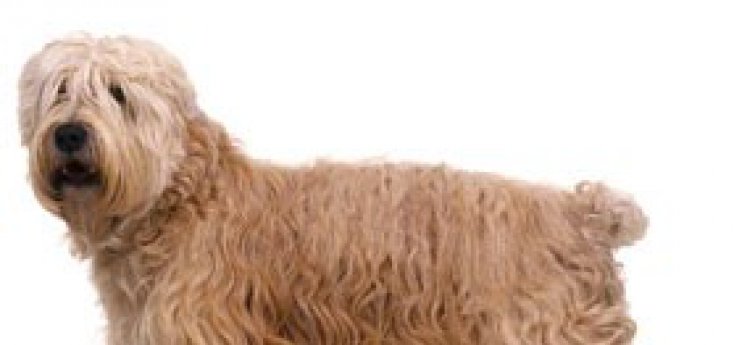 De Soft Coated Wheaten-Terrier