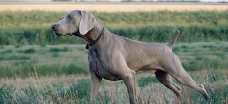 De behandeling en preventie van letsels van een jachthond