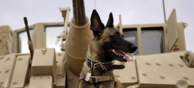 De legerhonden van de Verenigde Staten