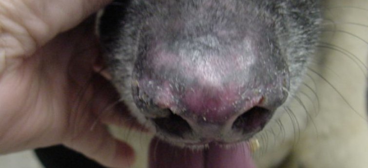 Discoïde lupus bij honden