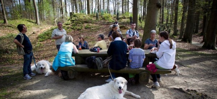 Een boswandeling met je hond