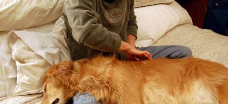 Geef je hond een massage