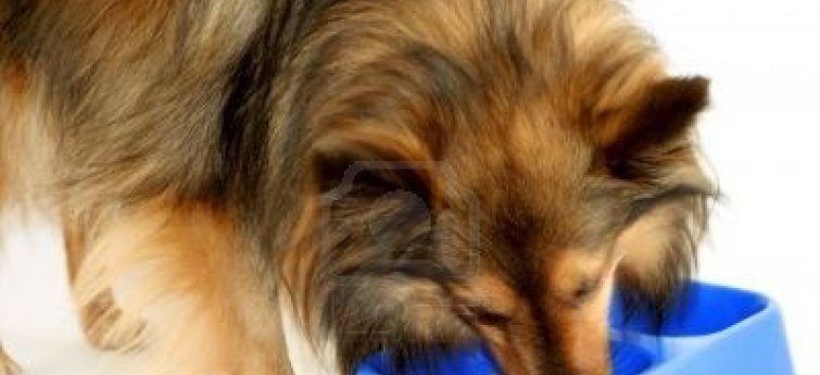 Gevaren van ongezonde hondenvoeding