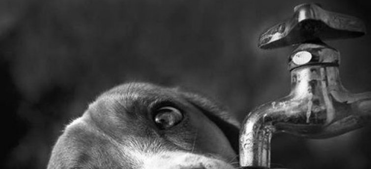 Hond drinkt water uit kraan