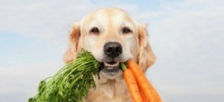 Gezonde voeding voor uw hond