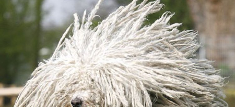 Haarverlies bij honden