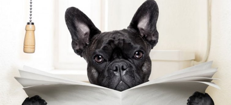 Heeft je hond diarree?