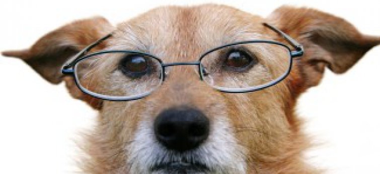 Het verzorgen van een oudere hond