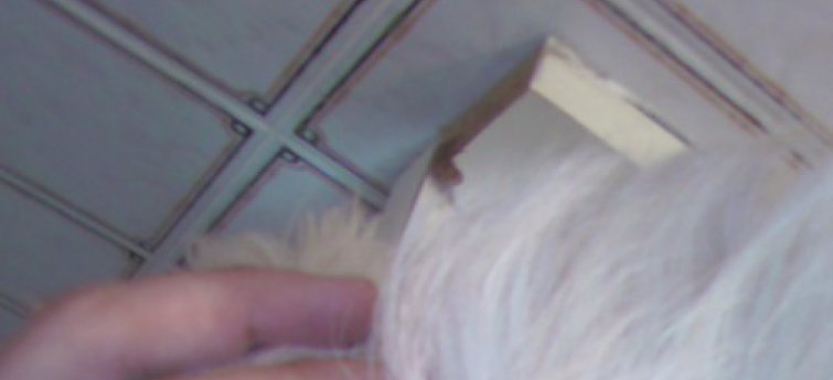 Hoe houd je je hond tekenvrij?