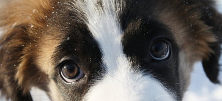 Puppy ogen