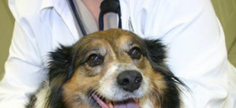 Hoe knip je de nagels van je hond?