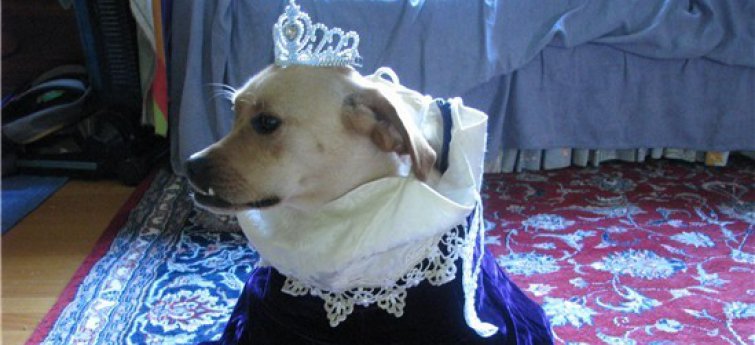 Hoe verwend is je hond?