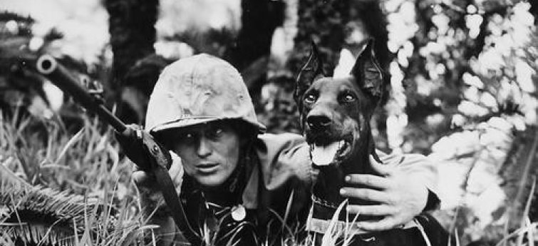 Honden in een oorlog (Oorlogshonden)