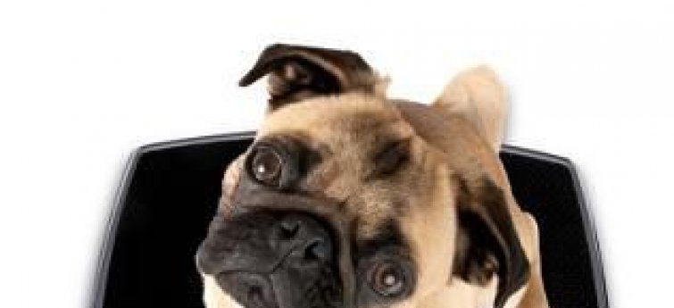 Hond op weegschaal