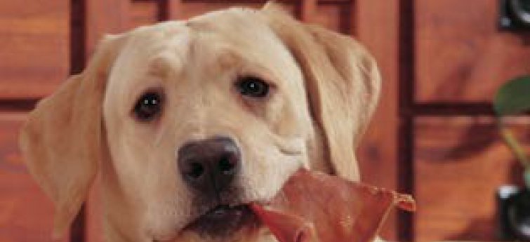 Hondensnacks: Varkensoren, een echte lekkernij voor je hond