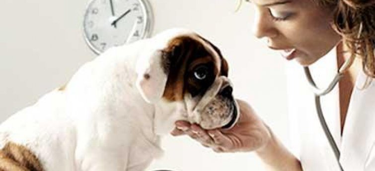 Hondenverzekering: Verzeker je hond en slaap op beide oren? Of toch niet?