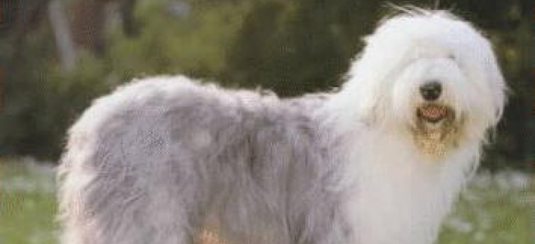Honden zijn leuk, maar ben je klaar voor een hond?