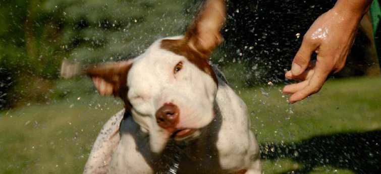 Je hond en de zomer