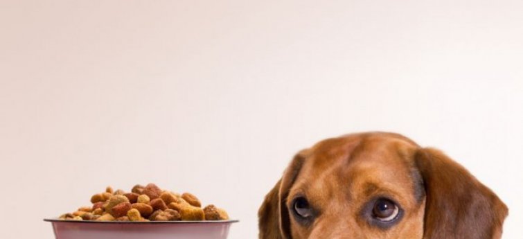 Je hond en goede voeding