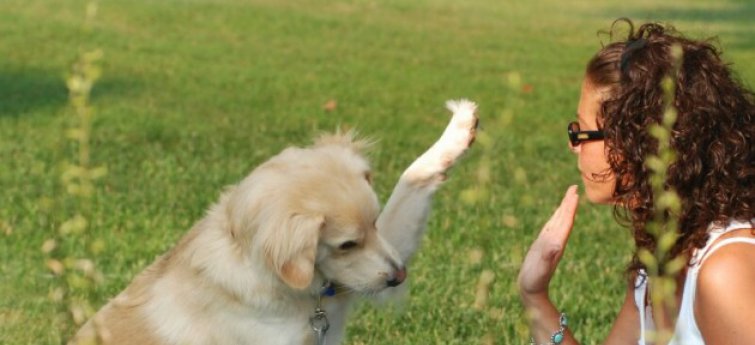 Je hond opvoeden
