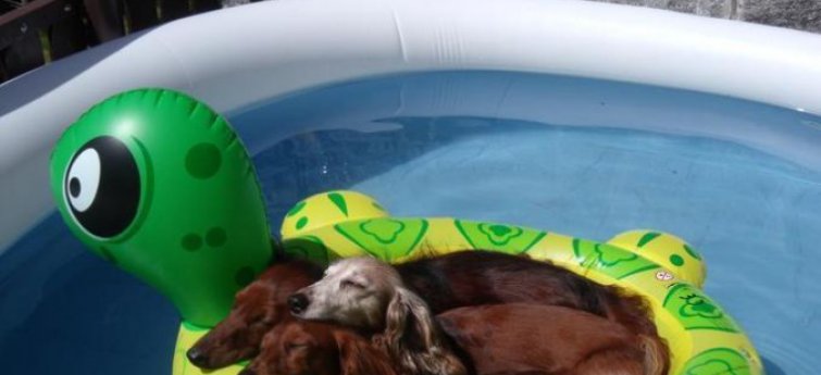 Hond in zwembadje