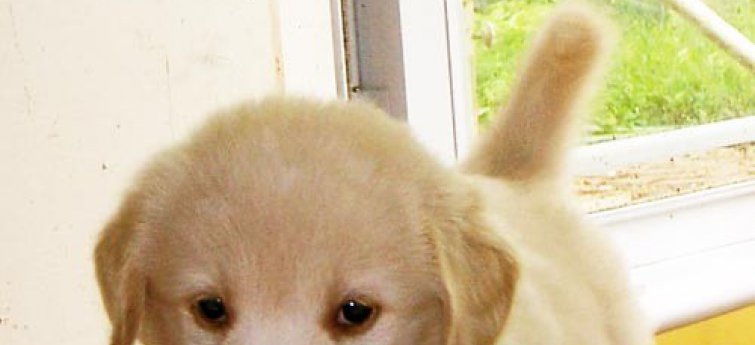 Je puppy opvoeden