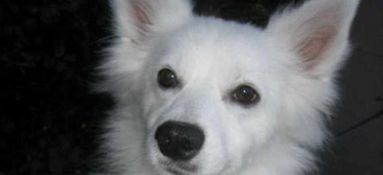 Je puppy trainen