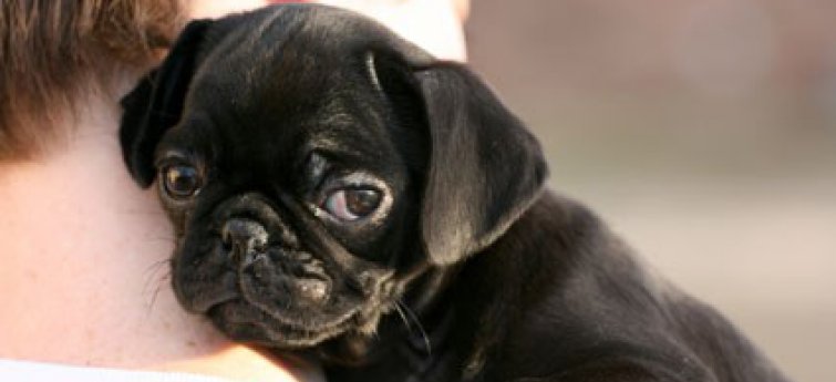 Je puppy zindelijk maken