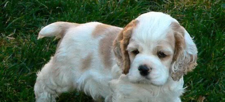 Kies de juiste puppy
