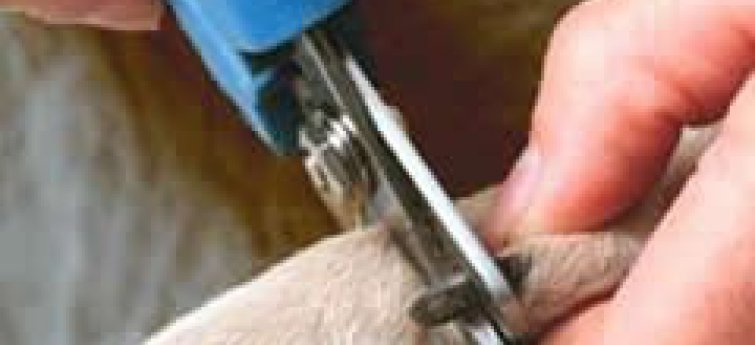 Nagels knippen bij honden