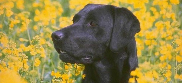Nog extra tips om je hond naar je toe te laten komen