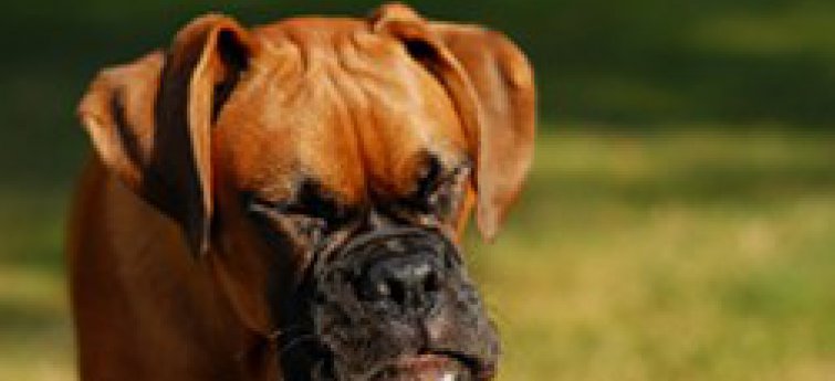 Omgekeerd niezen of reverse sneezing bij je hond