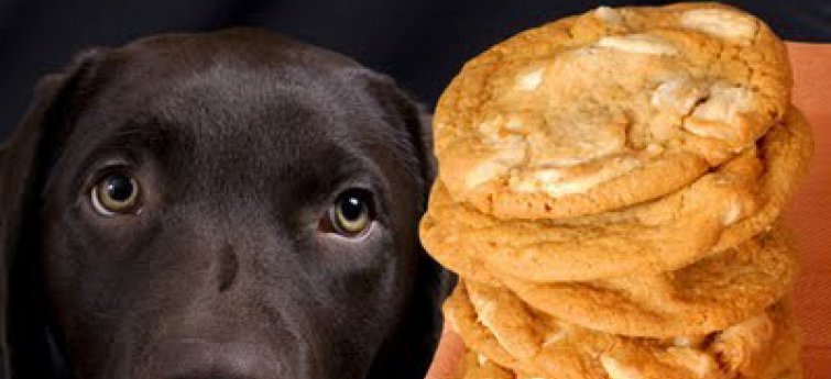 Opgelet: Gevaarlijk eten voor je hond!