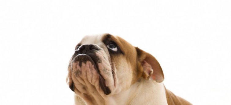 Pijnstillers tegen artritis bij je hond