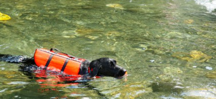 Reddingsvesten kunnen het leven van je hond redden
