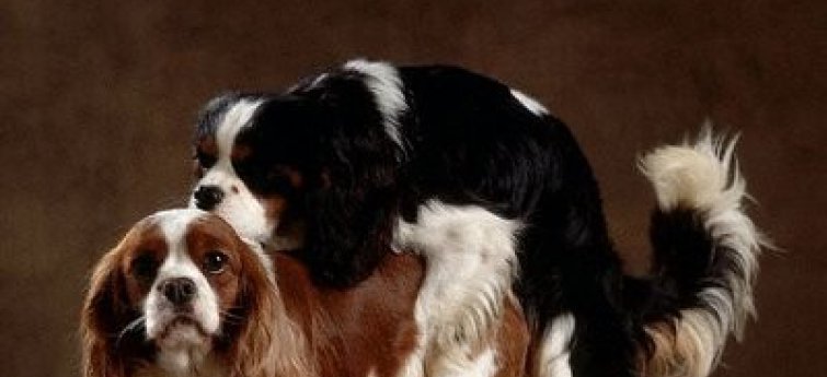Seksueel overdraagbare ziektes (SOA's) bij honden