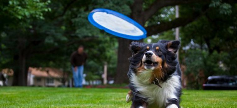 Sporten met je hond