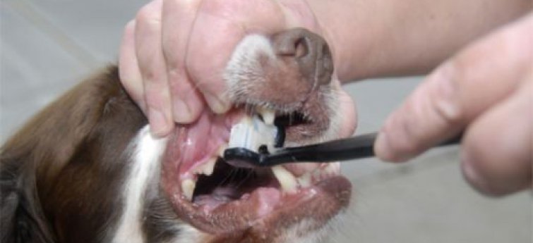 Tandverzorging bij honden