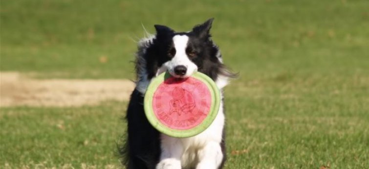 Border collie frisbee