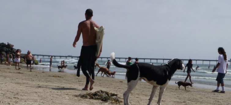 Train je hond zonder leiband