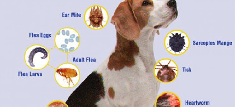 Uitwendige en inwendige parasieten bij een hond