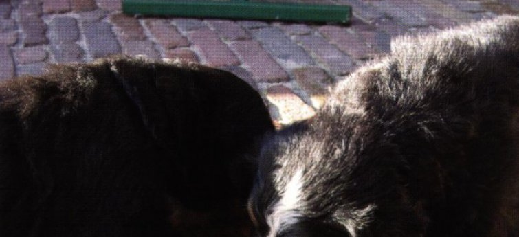Voeding: Zeer belangrijk voor je hond