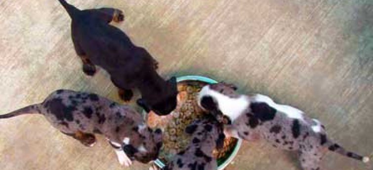 Wat moet je doen als je professioneel honden wil kweken?