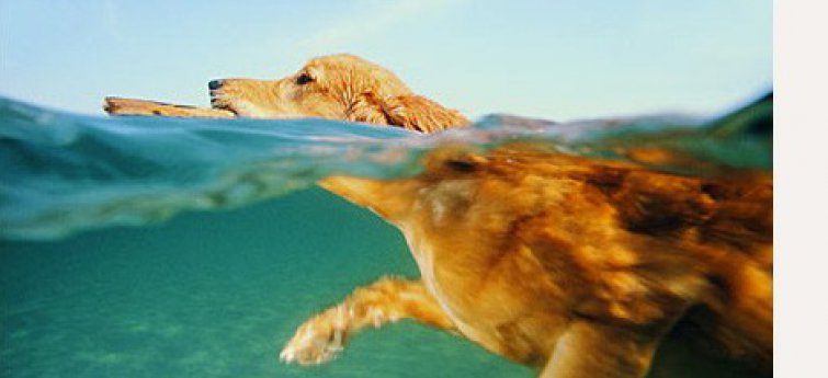 Koppeling sap Gewend Zwemmen met je hond - Hondencentrum