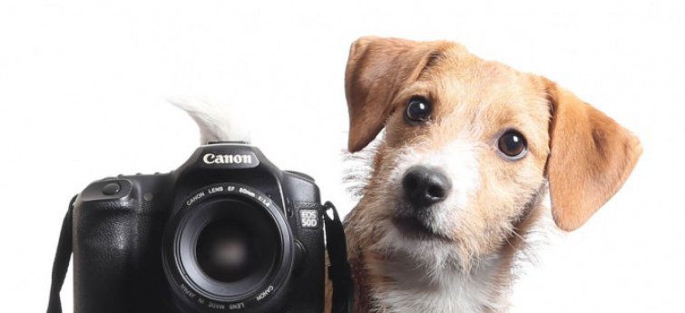 sleuf Ouderling Merchandising 5 tips om spectaculaire foto's van je hond te maken - Hondencentrum