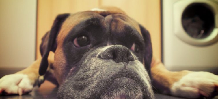 Tekenen dat je hond zich verveelt – en hoe het te verhelpen