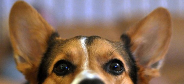 Reinig de oren van je hond regelmatig