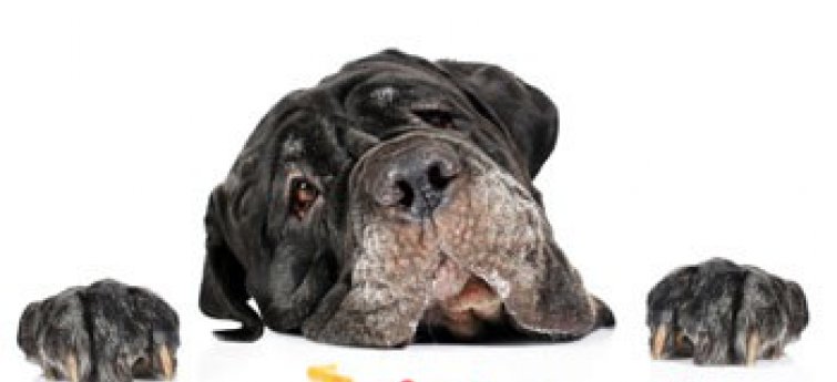 Hond met pillen